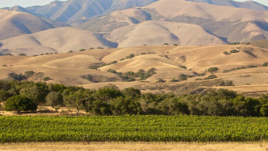 Foxen's Tinaquaic Vineyard in California's Santa Maria Valley96-Point Rhônes, Classic-Rated Super Tuscans and Zinfandels