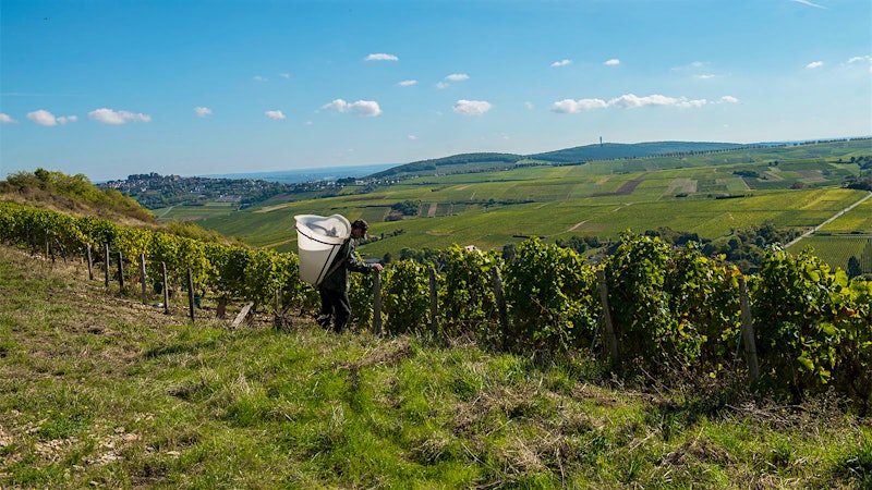 Sancerres Worth the Spend, Up to 92 Points