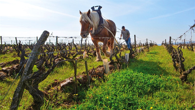 10 Outstanding Loire Chenin Blancs Up to 92 Points